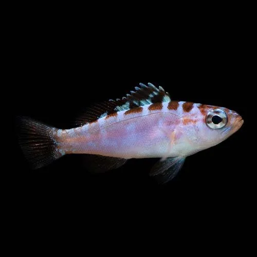 Captive-Bred Chalk Bass (Serranus tortugarum) - ORA