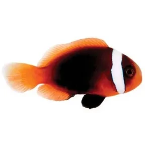 Captive-Bred Cinnamon (Amphiprion melanopus) - ORA
