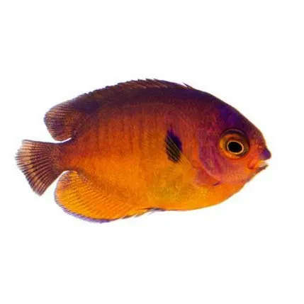 Captive-Bred Coral Beauty Angelfish (Centropyge bispinosa) - ORA