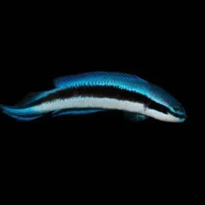 Captive-Bred Electric Indigo Dottyback (P. fridmani x sankeyi) - ORA