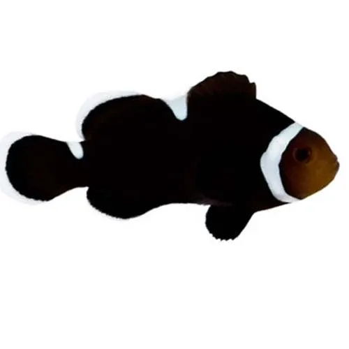 Captive-Bred Extreme Misbar Black & White Ocellaris (Amphiprion ocellaris) - ORA