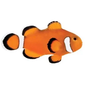 Captive-Bred Extreme Misbar Ocellaris Small (Amphiprion ocellaris) - ORA