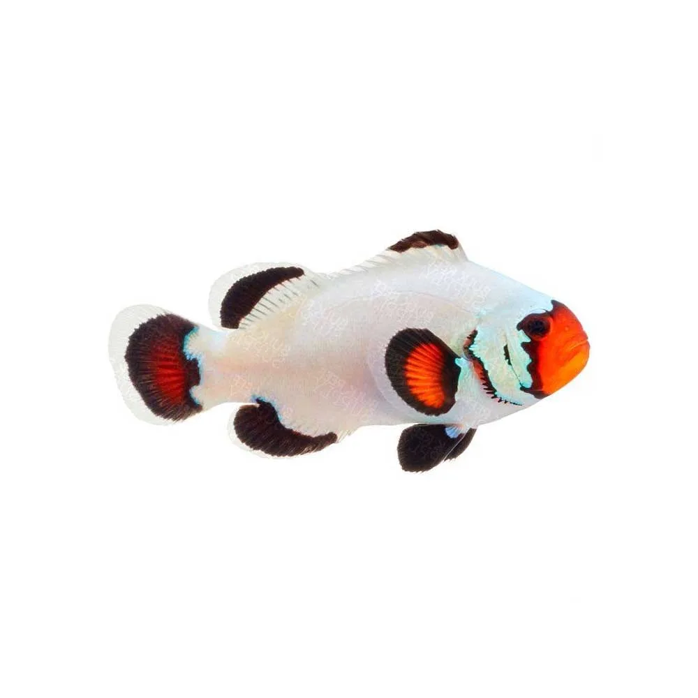 Captive-Bred Flurry Ocellaris Clownfish (Amphiprion ocellaris) - ORA
