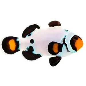 Captive-Bred Frostbite (Amphiprion ocellaris) - ORA