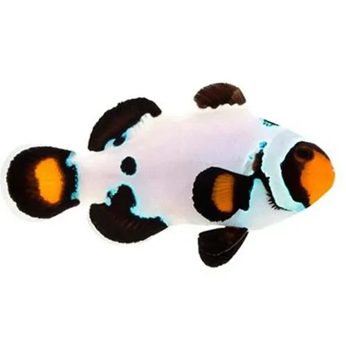 Captive-Bred Frostbite (Amphiprion ocellaris) - ORA