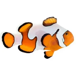 Captive-Bred Gladiator Small (Amphiprion ocellaris) - ORA