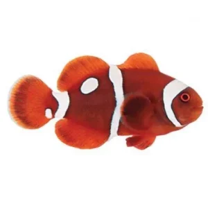 Captive-Bred Gold Dot Maroon Small (Amphiprion biaculeatus) - ORA