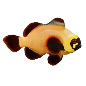 Captive-Bred Gold Nugget Maroon Small (Amphiprion biaculeatus) - ORA