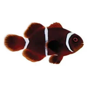 Captive-Bred Gold Stripe Maroon Small (Amphiprion biaculeatus) - ORA