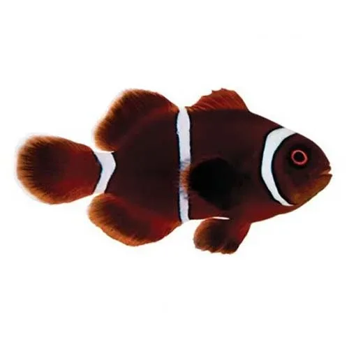 Captive-Bred Gold Stripe Maroon Small (Amphiprion biaculeatus) - ORA