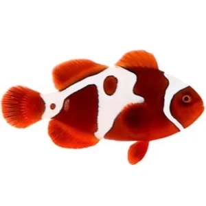 Captive-Bred GoldxLightning Maroon (Amphiprion biaculeatus) - ORA