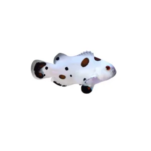 Captive-Bred Hail Storm Clownfish (Amphiprion ocellaris) - ORA