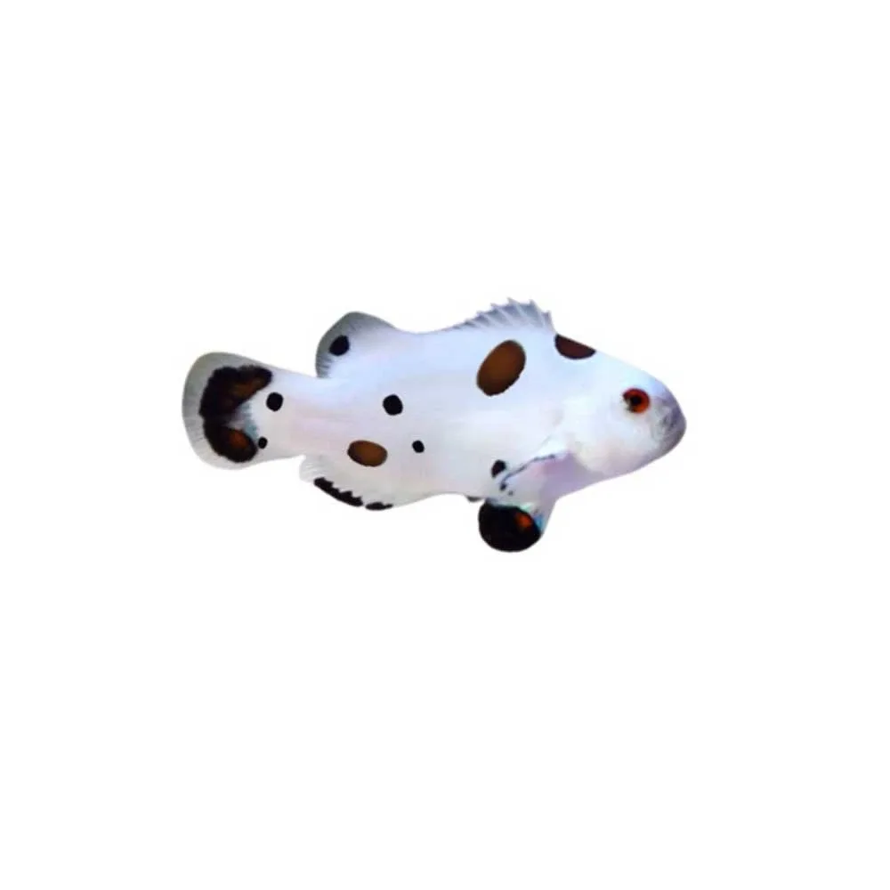 Captive-Bred Hail Storm Clownfish (Amphiprion ocellaris) - ORA