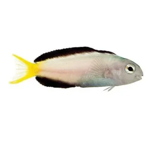 Captive-Bred Harptail Blenny (Meiacanthus mossambicus) - ORA