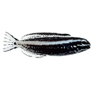 Captive-Bred Kamohara Blenny (Meiacanthus kamoharai) - ORA