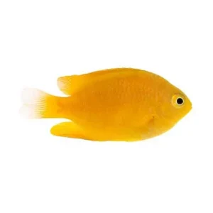 Captive-Bred Lemon Damselfish (Pomacentrus moluccensis) - ORA