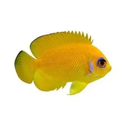 Captive-Bred Lemonpeel Angelfish (Centropyge flavissima) - ORA