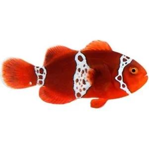 Captive-Bred Lightning Maroon (Amphiprion biaculeatus) - ORA
