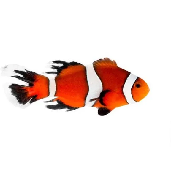 Captive-Bred Longfin Ocellaris (Amphiprion ocellaris) - ORA