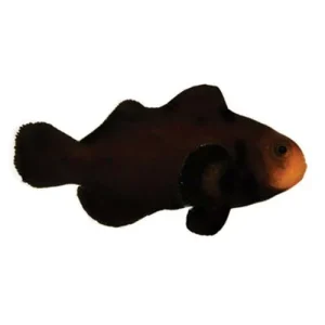 Captive-Bred Midnight (Amphiprion ocellaris) - ORA