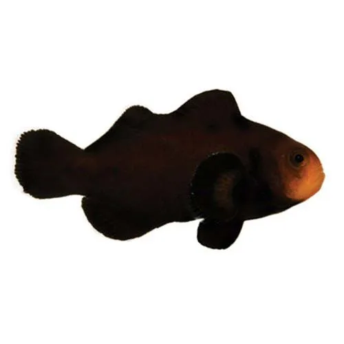 Captive-Bred Midnight (Amphiprion ocellaris) - ORA