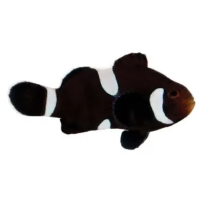 Captive-Bred Misbar Black & White Ocellaris (Amphiprion ocellaris) - ORA
