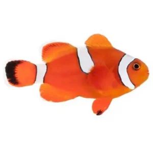 Captive-Bred Misbar Blood Orange (Amphiprion biaculeatus x Amphiprion ocellaris) - ORA
