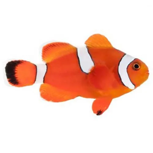 Captive-Bred Misbar Blood Orange (Amphiprion biaculeatus x Amphiprion ocellaris) - ORA