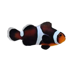 Captive-Bred Misbar Caramel (Amphiprion ocellaris) - ORA