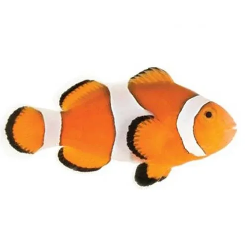 Captive-Bred Misbar Ocellaris Small (Amphiprion ocellaris) - ORA