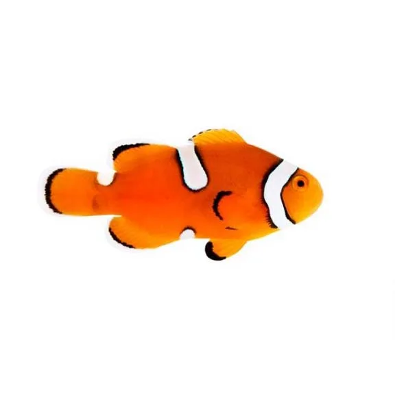 Captive-Bred Misbar Percula Medium (Amphiprion percula) - ORA