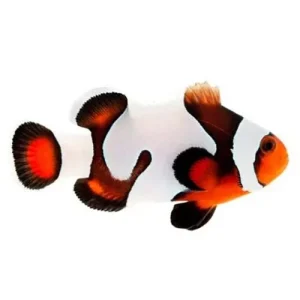 Captive-Bred Mocha Gladiator (Amphiprion ocellaris) PAIR - ORA