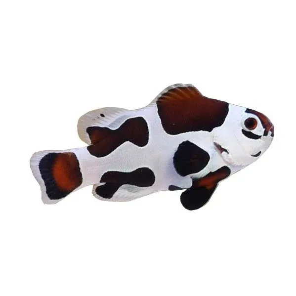 Captive-Bred Mocha Storm (Amphiprion ocellaris)- ORA