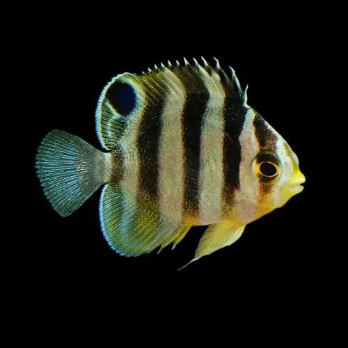 Captive-Bred Multibar Angelfish (Paracentropyge multifasciatus) - ORA