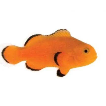 Captive-Bred Naked Ocellaris Clownfish (Amphiprion ocellaris) PAIR - ORA