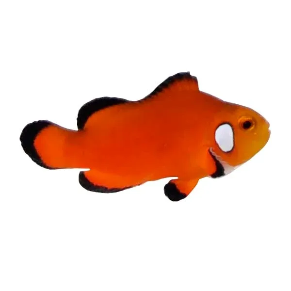 Captive-Bred Naked with Dots Ocellaris (Amphiprion ocellaris) - ORA