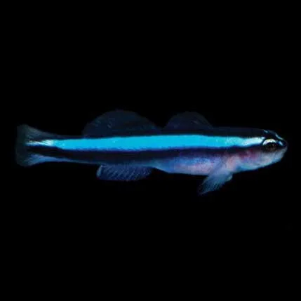 Captive-Bred Neon Goby (Elacatinus oceanops) - ORA