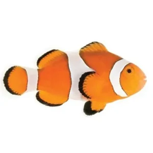 Captive-Bred Ocellaris Medium (Amphiprion ocellaris) - ORA