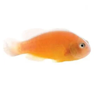 Captive-Bred Orange Skunk (Amphiprion sandaracinos) - ORA
