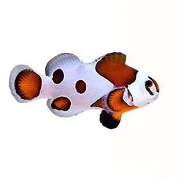Captive-Bred Orange Storm (Amphiprion ocellaris) - ORA