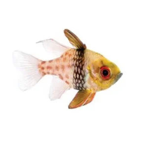 Captive-Bred Pajama Cardinalfish (Sphaeramia nematoptera) - ORA