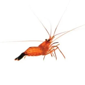 Captive-Bred Peppermint Shrimp - 12 Lot (Lysmata sp.) - ORA Chicago