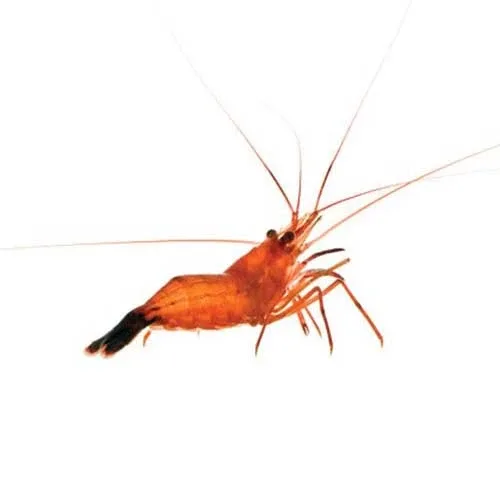 Captive-Bred Peppermint Shrimp - 3 Lot (Lysmata sp.) - ORA Chicago