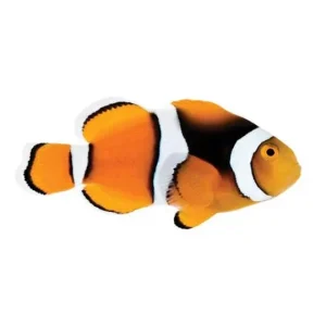 Captive-Bred Percula Medium (Amphiprion percula) - ORA