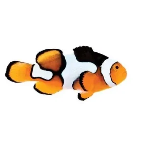 Captive-Bred Picasso PAIR (Amphiprion percula) - ORA