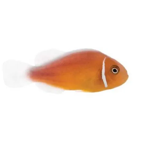 Captive-Bred Pink Skunk (Amphiprion perideraion) - ORA