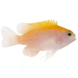Captive-Bred Pink Smith Damselfish (Pomacentrus smithii) - ORA