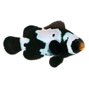Captive-Bred Premium Black Snowflake Small (Amphiprion ocellaris) - ORA