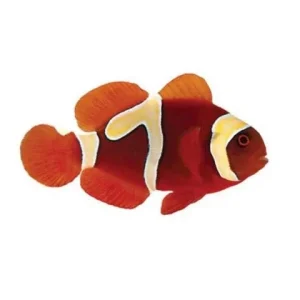 Captive-Bred Premium Goldflake Maroon (Amphiprion biaculeatus) - ORA