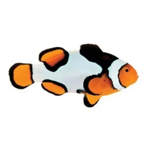 Captive-Bred Premium Picasso (Amphiprion percula) PAIR - ORA